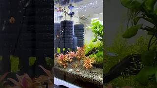 Awesome Qualify Ecosystem #fish #fishaquarium #fishtanksetup #trending #aquariumfishtank #aquarium