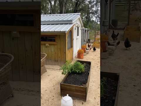 DIY backyard shade for chickens. #diy #shade #ivy #sun #backyard #chicken #chickenrun #tip #helpful