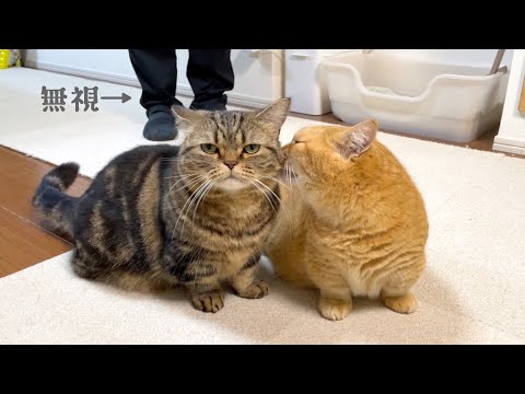 愛猫に構ってほしいパパがとった最終手段が卑怯すぎる