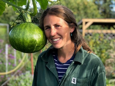 Growing squashes on a polytunnel frame