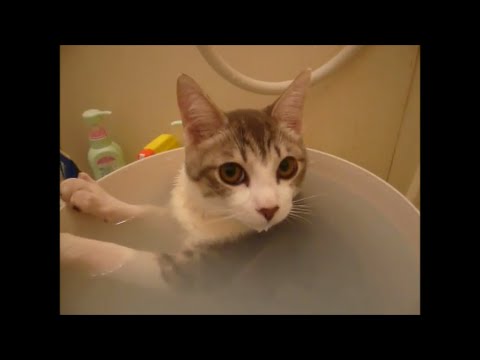 ひたすら猫が風呂入ってる動画 Part.2/Cat's Bath Time