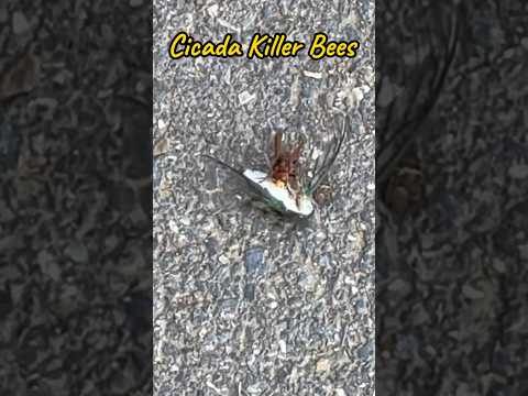 Cicada Killer Bees | Horizons_視野 | cicada killer wasp | insect