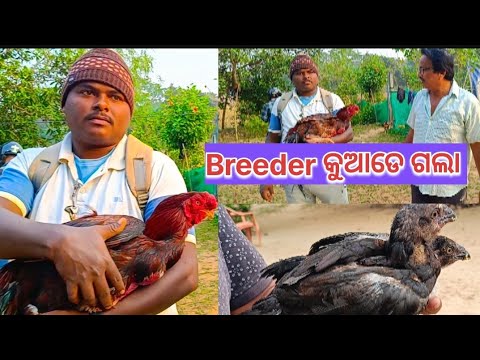 Breeder କୁଆଡେ ଗଲା😔@basanta_sir_kitchengarden#youtube#chicken