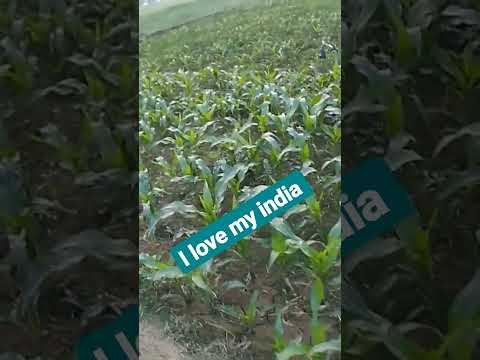 I love my india too much//INDIAN crop field#crops#ytbshorts #shortsfeed #adventure #viral #beauty