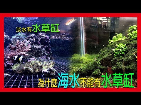 『水族系列 ep16』水族教學 | 海水能不能製作水草缸呢？？今天是海水水草介紹！！！