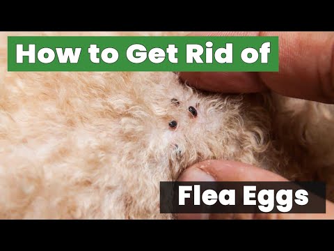 How to Get Rid of Flea Eggs Fast and Easy!