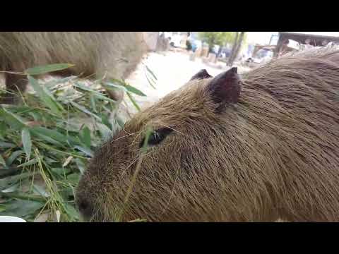 ガチャペレットあげるよ(トリアスふれあい動物園) #カピバラ