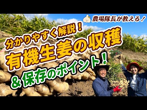 有機栽培のプロが教える！生姜の収穫＆保存のポイント【長期保存・収穫のタイミング・茎切り・根切り】