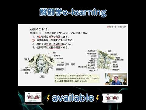 脊柱の靱帯について正しい記述はどれか。