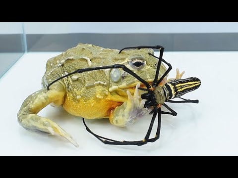 African bullfrog and human face spider. Warning - Live Feeding非洲牛蛙和人面蜘蛛。警告-现场喂食