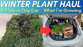 Winter Vegetable Garden Haul | How I Fit 540 Plants in a Compact Car