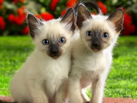 Animal Planet  :  Cats 101 ~ Siamese