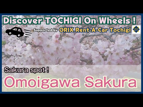 Omoigawa Sakura│Recommended spots in Oyama City【Tochigi sightseeing】