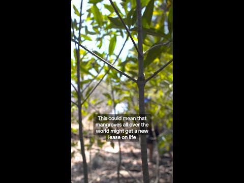 New technique tees up mangrove rebound in Costa Rica