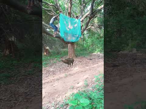 Chatching wild boar 🐗#reel #reels #trending #viral #viralreels #video #tiger #wildlife #reelsvideo