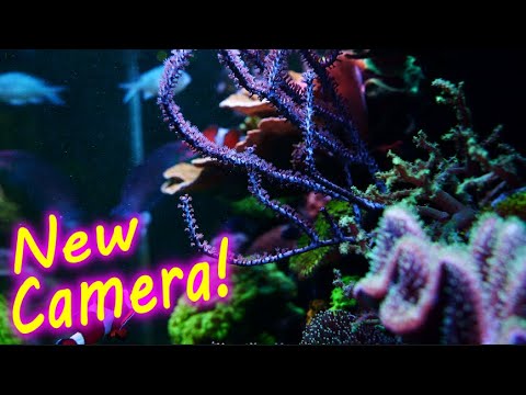 Filming My Reef Tank With My New Sony A7S3 This Camera is Amazing