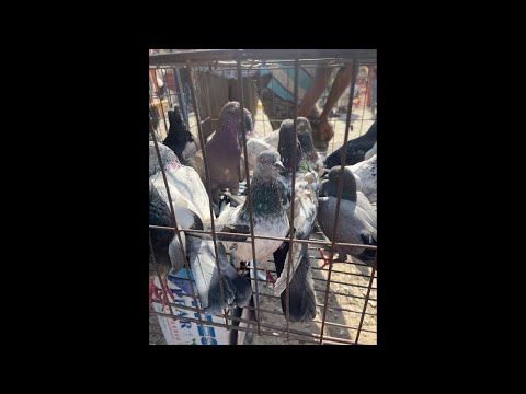 Rasel Pigeon Loft is live!