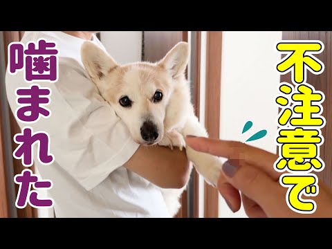 うっかり愛犬に手を噛まれてしまいました（軽傷です）