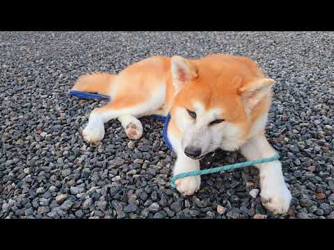 【癒し動画】秋田犬　秋田犬ゴン太　カミカミ