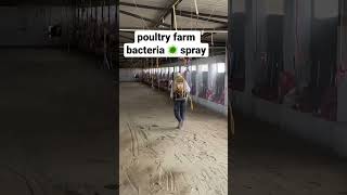 poultry farm spray for bacteria 🦠|ਪੋਲਟਰੀ ਫਾਰਮ ਵਿੱਚ  ਸਪਰੇਅ ਕਰਨ ਦਾ ਢੰਗ#poultry#broiler#chicken#shorts