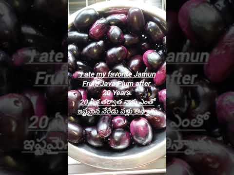 నేరేడుపళ్లు 20 Years తర్వాత తిన్నాను I Ate My Favorite Jamun/Java Plum After 20 Years #short #viral