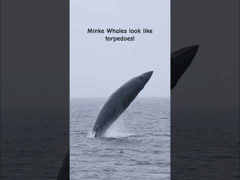 Rare footage of a Minke Whale breaching! #whale #wildlife