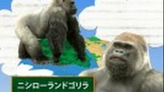 サイエンスの庭～楽しい科学の豆知識　（２）動物シリーズ2～ニシローランドゴリラ