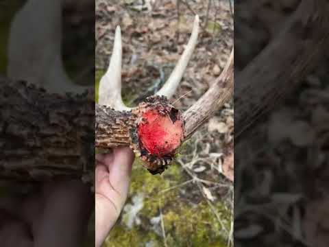 Watch: Locked-Up Buck Sheds Its Antlers, Freeing Itself from Dead Rival