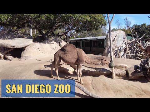 San Diego Zoo 2 hour walk through April 2023 4K