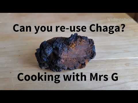 Can You RE-USE Chaga?