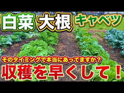 【収穫のタイミング】収穫時期、本当にあってますか？無駄なく収穫するには早めにしてください！