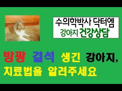 강아지 방광에 결석이 있다는데, 어떻게 치료해야 할까요?