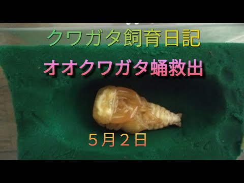 【クワガタ飼育日記】５月２日　オオクワガタ蛹を救出だよ(°∀°)