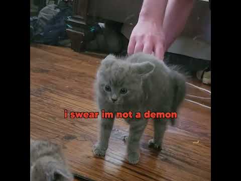 Mirror Cat Demon