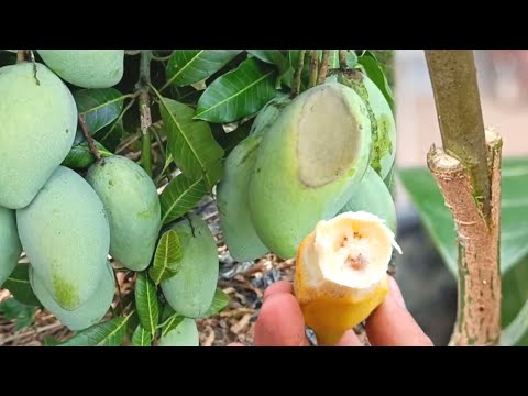 V Mango Grafting Technique Using Bananas With 100% Successful Results