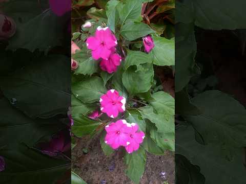 Chinese balsam💗❤#gardendreams #plants #garden #youtubeshorts #chinesebalsam #malayalam #flowers