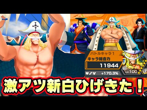 170％新白ひげ最強ステータス！新衣装更新激アツすぎ！【バウンティラッシュ】