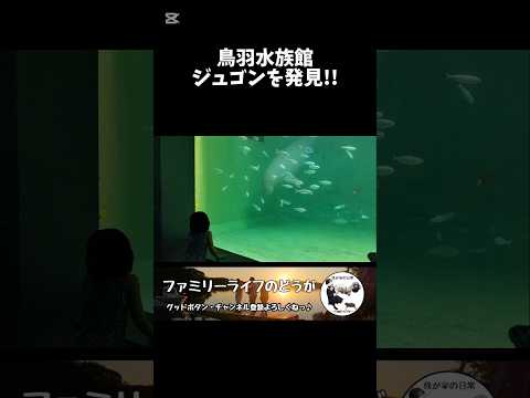 【鳥羽水族館】ジュゴンを発見!! 近寄ってきてくれたよ〜 #shorts