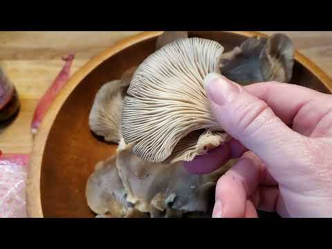 Oyster Mushroom Soup Simple Recipe