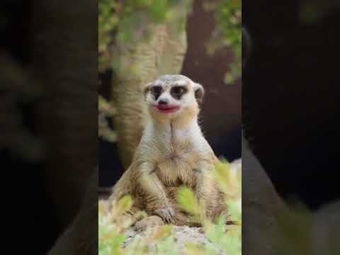 Meerkat Snapchat