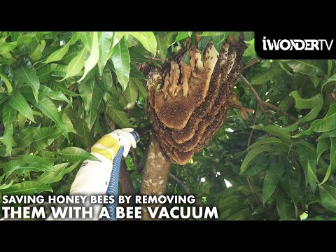 Vacuuming Bees From A Massive Bee Hive In A Tree