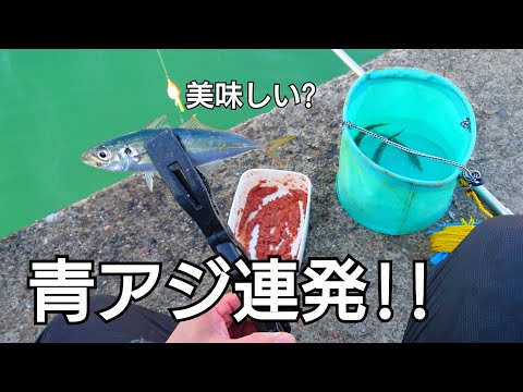 堤防の足元で【青アジ】が連発！リリースする人が多いけど食べてみたら…