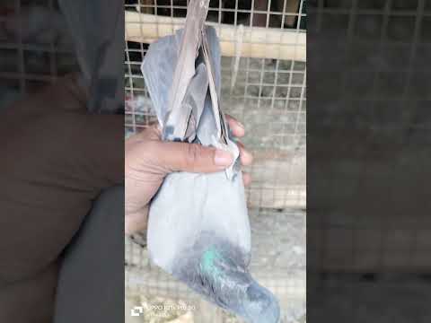 Resar Pigeon🕊️ madi#kabootar#madrasipigeoninkolkata #viralshorts#antique #viralvideo #madrasipigeon