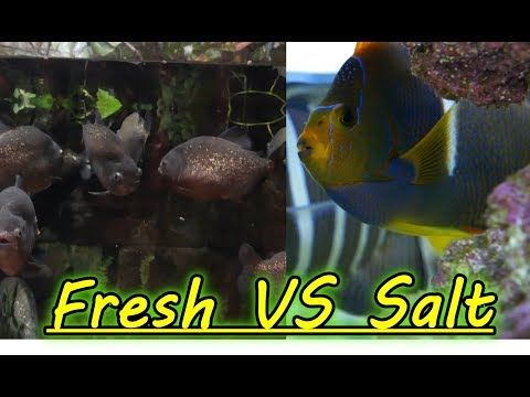 Are Freshwater Aquariums Easier Than Saltwater Aquariums?