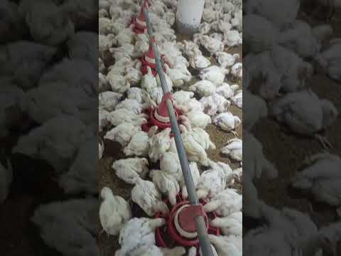 poultry farm #poultryfarmbusinessplan #murgifarm #murgipaln #poultrytips #henfarm #دجاج