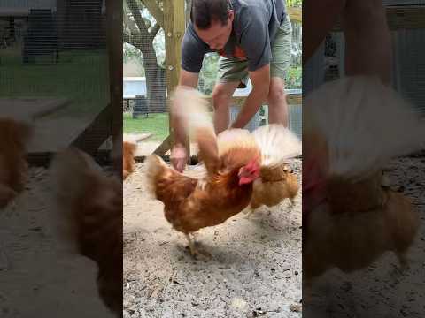 Bored backyard chickens and pecking blocks.#summer #diy #chicken #eggs #homestead #eggs #food #hen