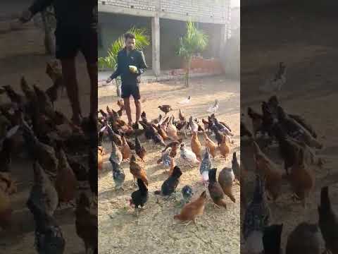 Backyard Poultry Farming Feeding Time #poultryfarming #backyardchickens #shorts