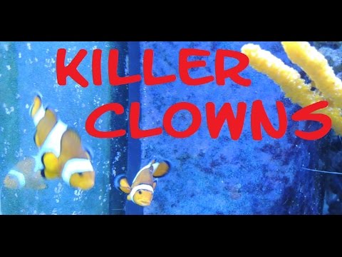 Killer Clownfish