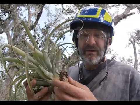 Installing Bromeliads!