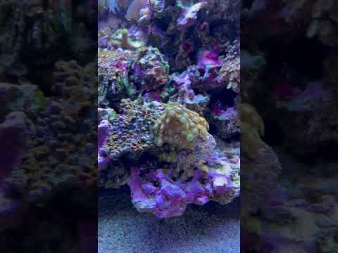 Quick update 1/7 #aquarium #marinetank #reefaquarium #update #reef #aquariummtp #mtp